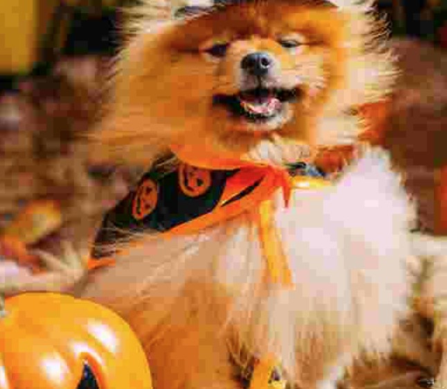 Halloween Fancy Dress Dog Show - Judging